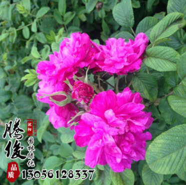 基地直銷四季玫瑰小苗 大花高產 品種月季花苗 可盆栽工程綠化