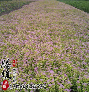 基地直銷繡線菊花苗 市政園林植物 綠化苗木 量大從優