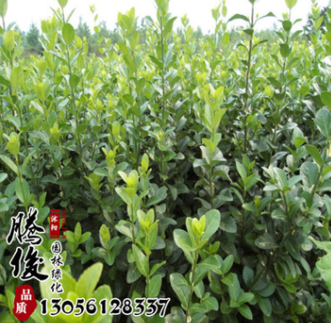 基地銷售爬藤植物衛矛 小葉扶芳藤苗 扶芳藤小苗 優質 量大從優
