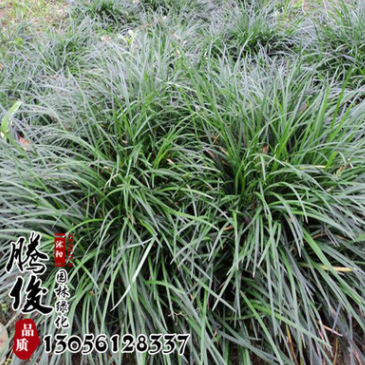 基地直銷正宗日本矮麥冬草 玉龍草 四季常青長不高 耐踐踏
