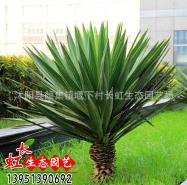 劍麻 鳳尾蘭 劍麻苗價格 鳳尾蘭種植基地 絲蘭 量大優惠規格齊全