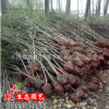 沭陽苗圃直銷木槿 綠化苗木 木槿苗 荊條平條 耐寒開花工程苗