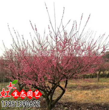 批發(fā)梅花樹苗 盆栽紅梅綠梅 美人梅 臘梅 多種梅花嫁接苗當年開花