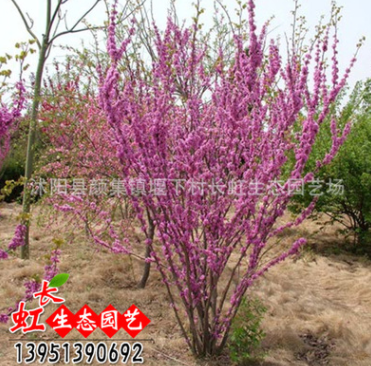 批發(fā)供應優(yōu)質綠化苗木 紫荊花 叢生紫荊 風景樹苗 綠化工程直銷