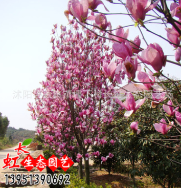 直銷批發(fā)玉蘭樹苗 玉蘭小苗 紫 白 黃 綠化苗木 基地自產自銷