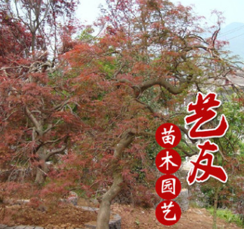 藝友園藝場供應羽毛楓風景觀賞樹 樹型優美 別墅庭院綠化