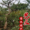 供應8-15公分果石榴樹 紅石榴樹 品種規格齊全 基地大量低價供應