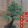 批發松樹 小型五針松盆景 大阪松盆景 造型優美 陽臺室內擺飾觀賞