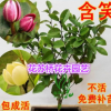 室內(nèi)盆栽含笑花苗1-3年苗 含笑樹苗 含笑花 濃香 美化居室