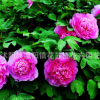 洛陽(yáng)牡丹花盆栽，當(dāng)年開花 批發(fā)