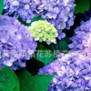 繡球花苗 八仙花苗 繡球花可變色 當(dāng)年開花 規(guī)格齊全