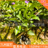 茉莉雙色花盆栽花卉鴛鴦茉莉批發 庭院室內工程綠化觀賞廠家直銷