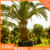 加拿利海棗刺葵大型景觀苗木批發 廠家直銷行道園林綠化景觀工程