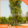 香樟木樟綠化大型苗木廠家直銷批發供應 行道園林植物景觀工程