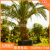 加拿利海棗刺葵大型景觀苗木批發 廠家直銷行道園林綠化景觀工程