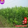 基地直銷品種優(yōu)良櫻花苗 多種品種綠化苗木 成活率高櫻花苗