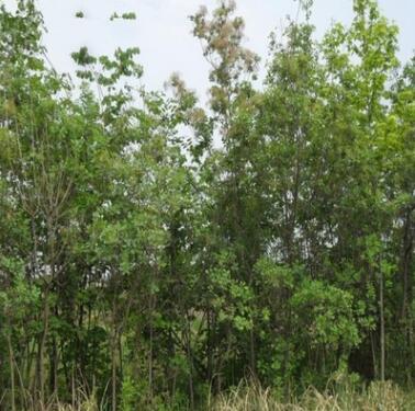 美國紅櫨 美國黃櫨基地批發 各種規格綠化工程彩葉樹