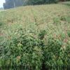 青楓 青楓小苗 基地批發(fā)各種規(guī)格綠化植物 規(guī)格齊全