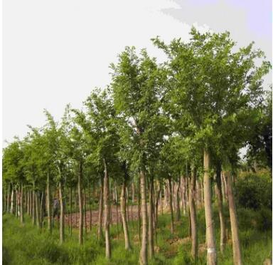 【苗圃直銷】重陽木 重陽木大樹 基地批發各種規格綠化苗木草坪