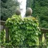 地錦 三葉地錦 五葉地錦 爬山虎 基地批發(fā)綠化植物