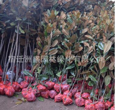 基地直銷工程綠化苗木 廣玉蘭小苗 規格全 行道樹綠化 廣玉蘭樹苗