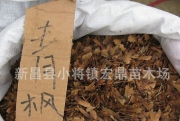 新采青楓種子 顆粒飽滿基地直銷 青楓子大量供應