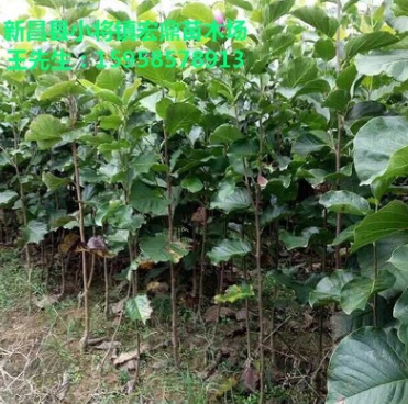 綠化工程用玉蘭苗 紅黃白玉蘭 3cm玉蘭綠化工程苗低價處理