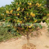 金桂桂花樹苗批發庭院觀賞盆栽花卉 金桂花苗 工程綠化苗木