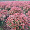 紅葉石楠球批發園林道路綠籬色塊綠化苗木高桿紅葉石楠苗