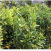 花木之鄉黃巖蜜橘 無核蜜橘優質橘樹果樹苗木 園林綠化 工程景觀