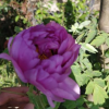 花木之鄉牡丹花苗牡丹花盆栽園藝牡丹 已經開花 室內庭院盆栽綠植