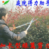 進口加長型綠籬剪刀修剪草坪籬笆樹枝花木修枝大花剪園林園藝工具