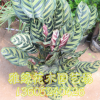 孔雀竹芋批發 可盆栽 量大優惠 室內植物 凈化空氣 室內盆栽銷售