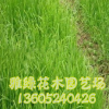 野牛草價格 野牛草種子批發 高發芽率 草坪種子銷售 量大優惠
