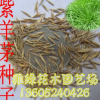 草坪種子批發 紫羊茅草坪種銷售 發芽率高 紫羊茅種子