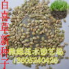 草坪種子 百喜草種子批發 濕地綠化帶草坪種子銷售 百喜草種子