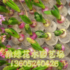 種球 水培植物 土培植物 多色風信子 球根花卉 包成活