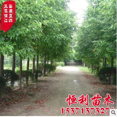 基地直銷 香樟樹苗 工程苗香樟小苗銷售 大小苗規格齊全