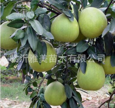 直銷優質果苗種苗 蜜柚苗 柚子樹苗 巨型果大規格齊全量大優惠
