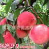 批發庭院種植果樹苗 優質桃樹小苗新品種紅不軟桃樹苗