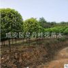 湖北金桂直銷精品桂花樹桂花樹批發
