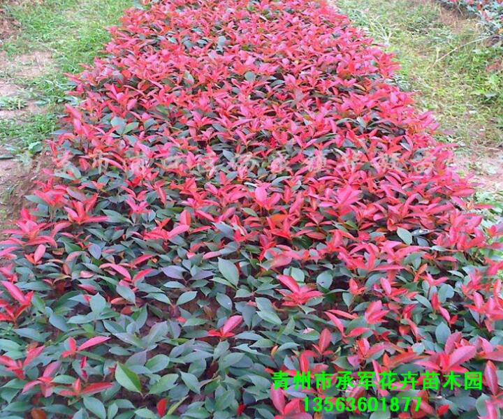 紅葉石楠苗 山東青州花卉大量供應石楠 公園綠籬