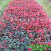 紅葉石楠苗 山東青州花卉大量供應石楠 公園綠籬