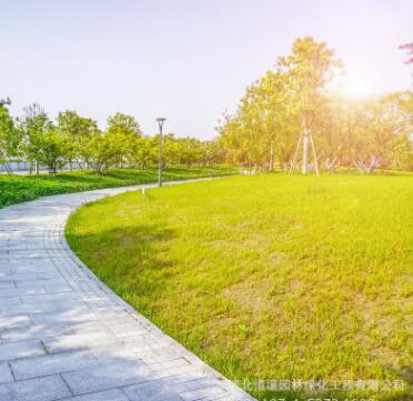 工程綠化苗木批發(fā) 樸樹小苗 園林綠化苗木 樸樹