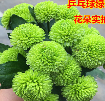 新品種乒乓菊花苗 綠菊綠色乒乓球菊花盆栽 綠色菊花小苗廠家直銷