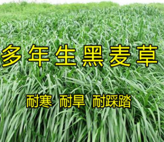 牧草種子多年生黑麥草四季常青易種容易管理喂雞鴨牛羊豬