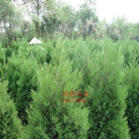 大量供應(yīng)蜀檜