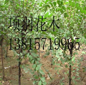 榆葉梅小苗 大量出售 量大從優(yōu) 先到先得