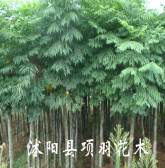 綠化苗木 行道花卉植物 欒樹樹苗 大小規(guī)格齊全
