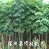 綠化苗木 行道花卉植物 欒樹樹苗 大小規格齊全